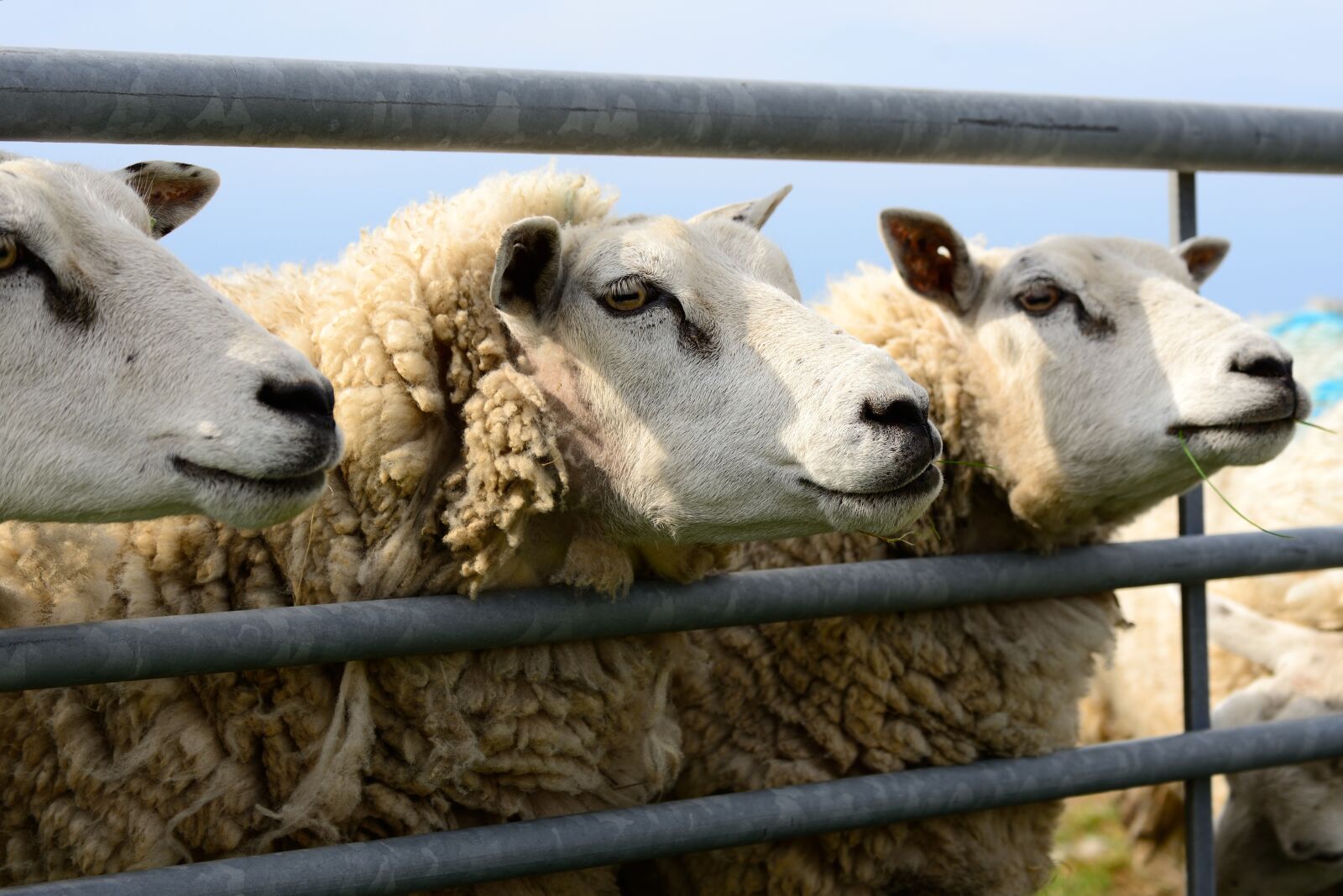 Nikon D610 sample photo. Sheep, texel, holland photography