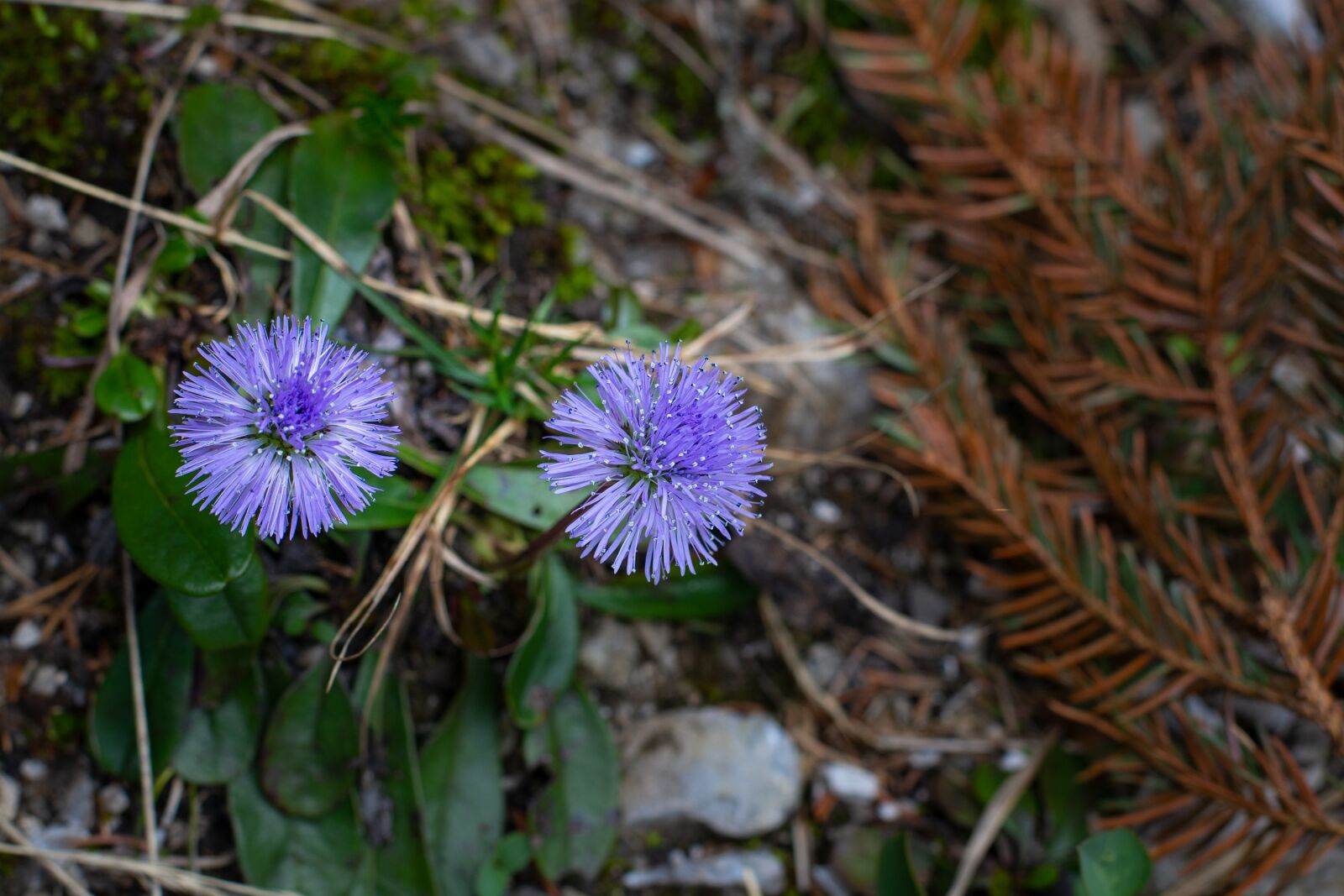 Nikon D7100 sample photo. Flowers, blue, nature photography