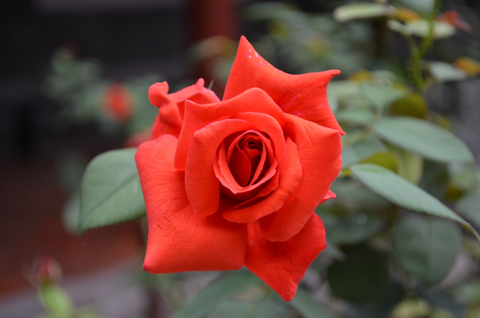 Nikon D5100 sample photo. Rose, red, flowers photography