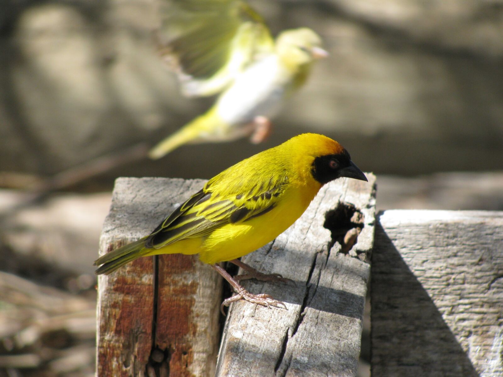 Canon PowerShot SX110 IS sample photo. Bird, yellow, color photography