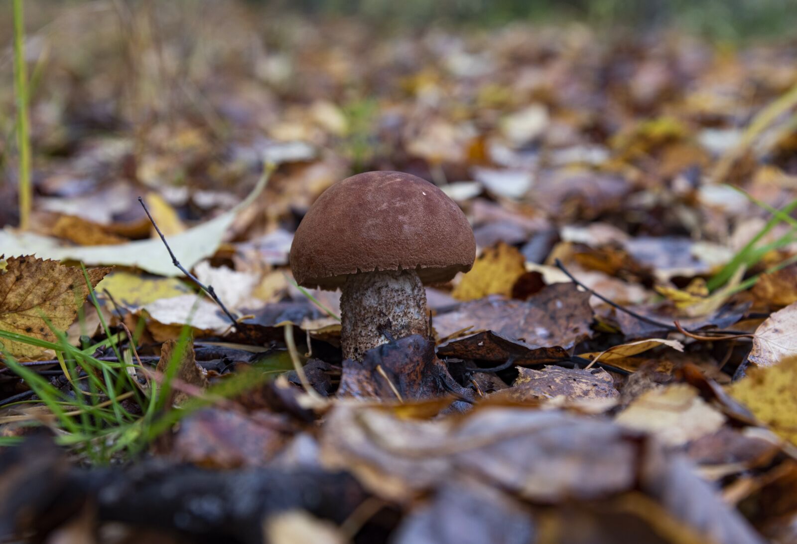 Nikon D750 sample photo. Fall, mushroom, forest photography