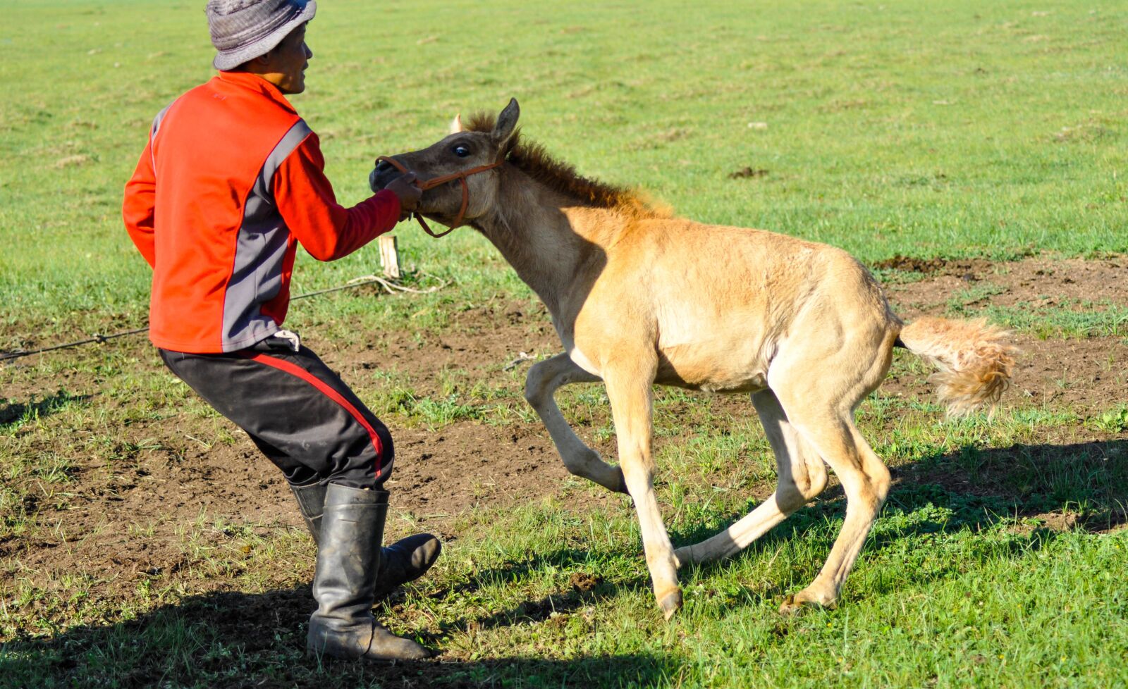 Nikon D90 sample photo. Foal, tame, struggle photography