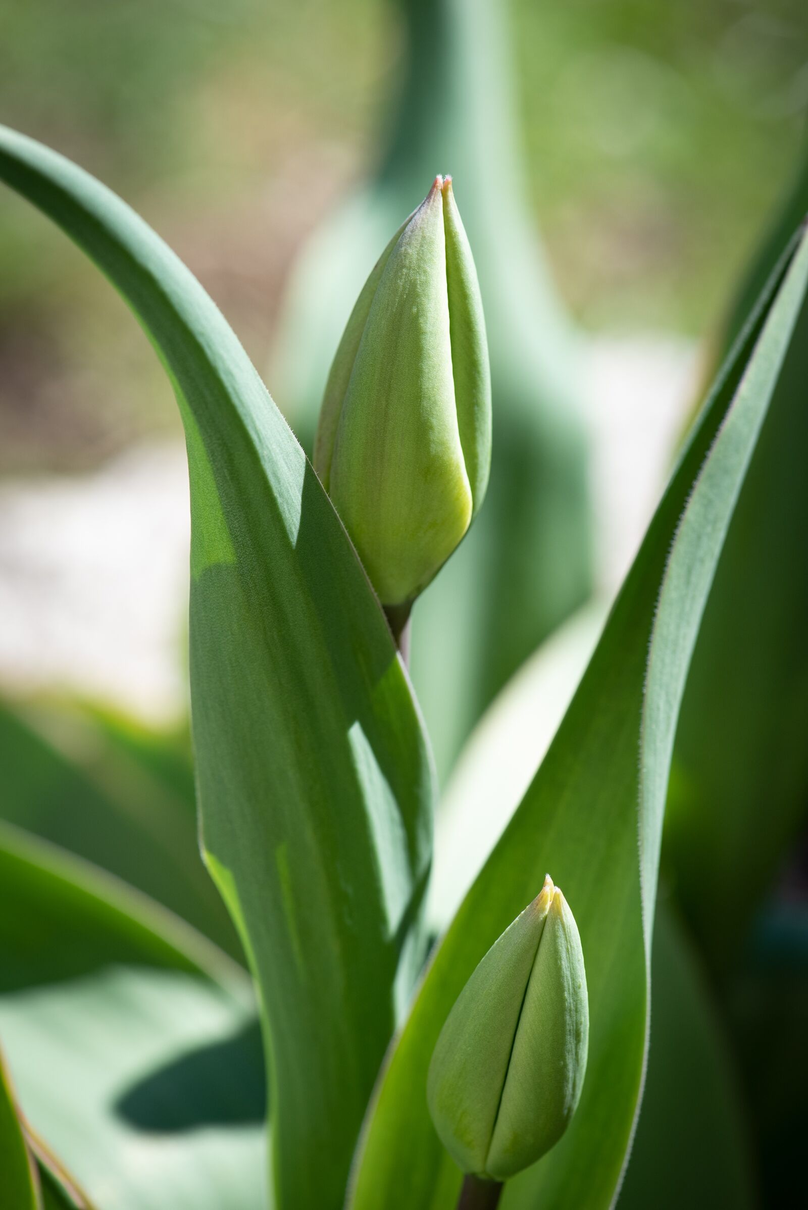Nikon D750 sample photo. Tulip, garden, blossom photography