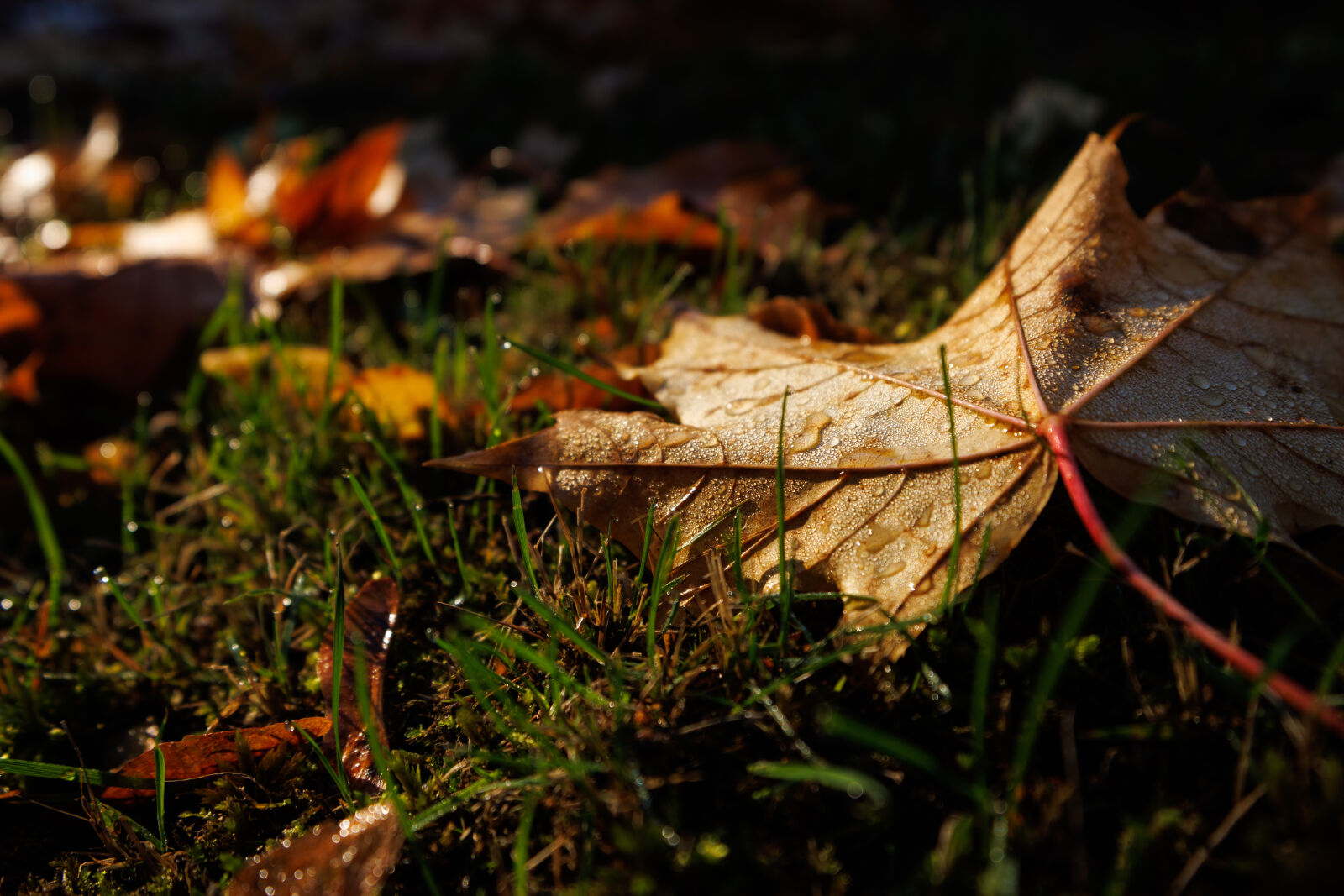 Canon RF 15-30mm F4.5-6.3 IS STM sample photo. Good morning autumn photography