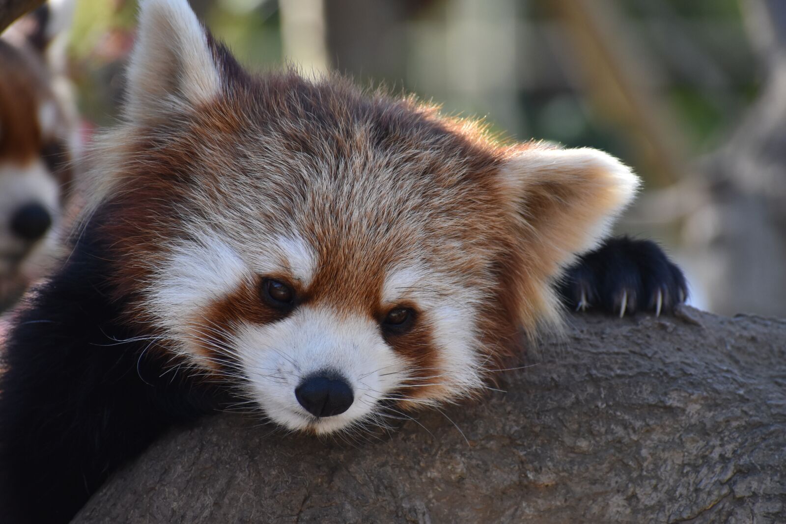 Nikon D5600 sample photo. Red, panda, zoo photography