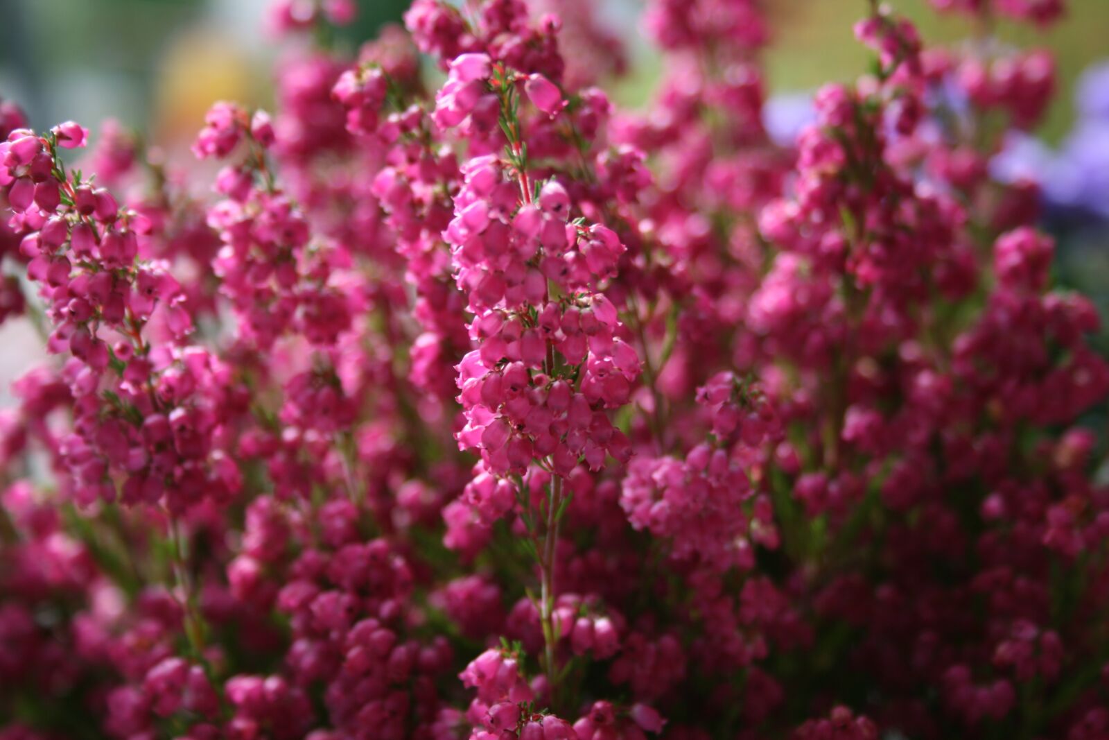 Canon EOS 400D (EOS Digital Rebel XTi / EOS Kiss Digital X) sample photo. Heather, pink, summer photography