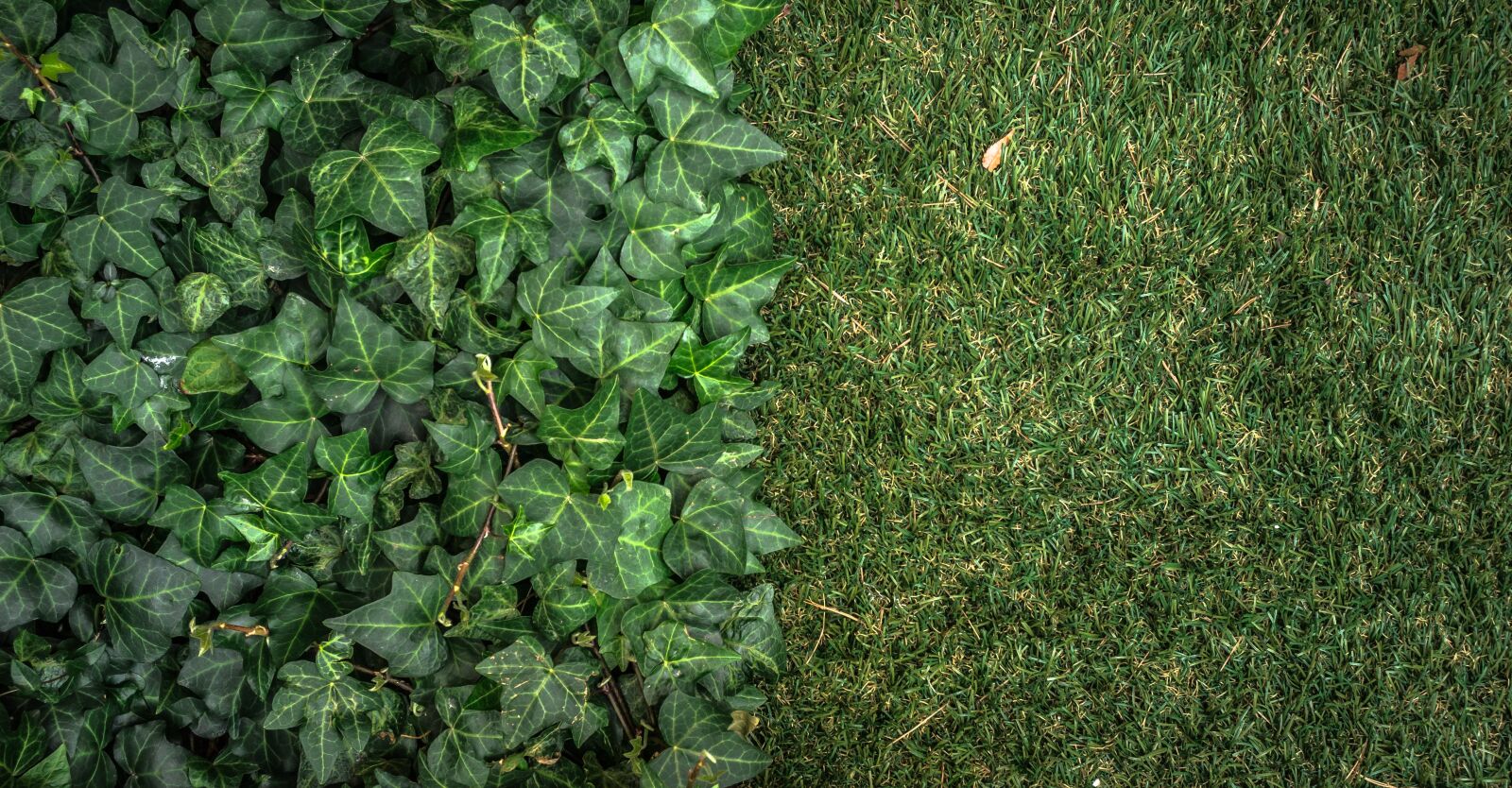 Sony Alpha NEX-5N sample photo. Ivy, plants, grass photography