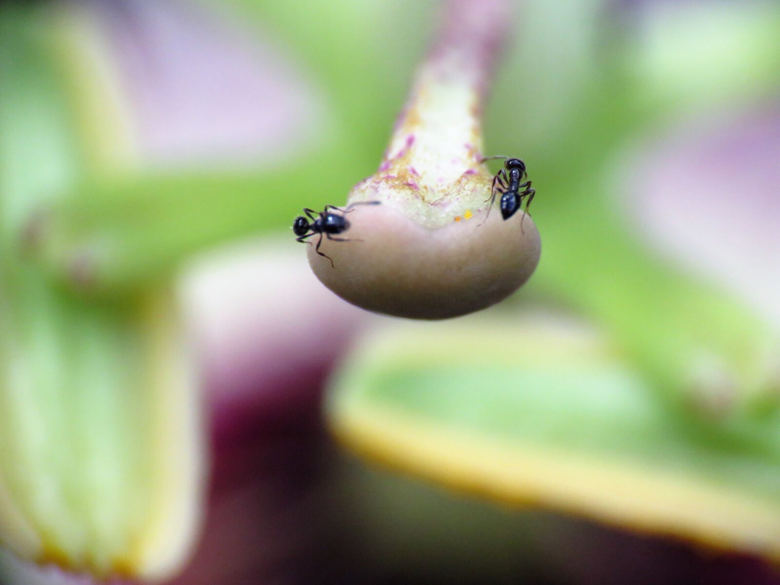 Canon PowerShot SX60 HS sample photo. Insects, ants, tiny photography