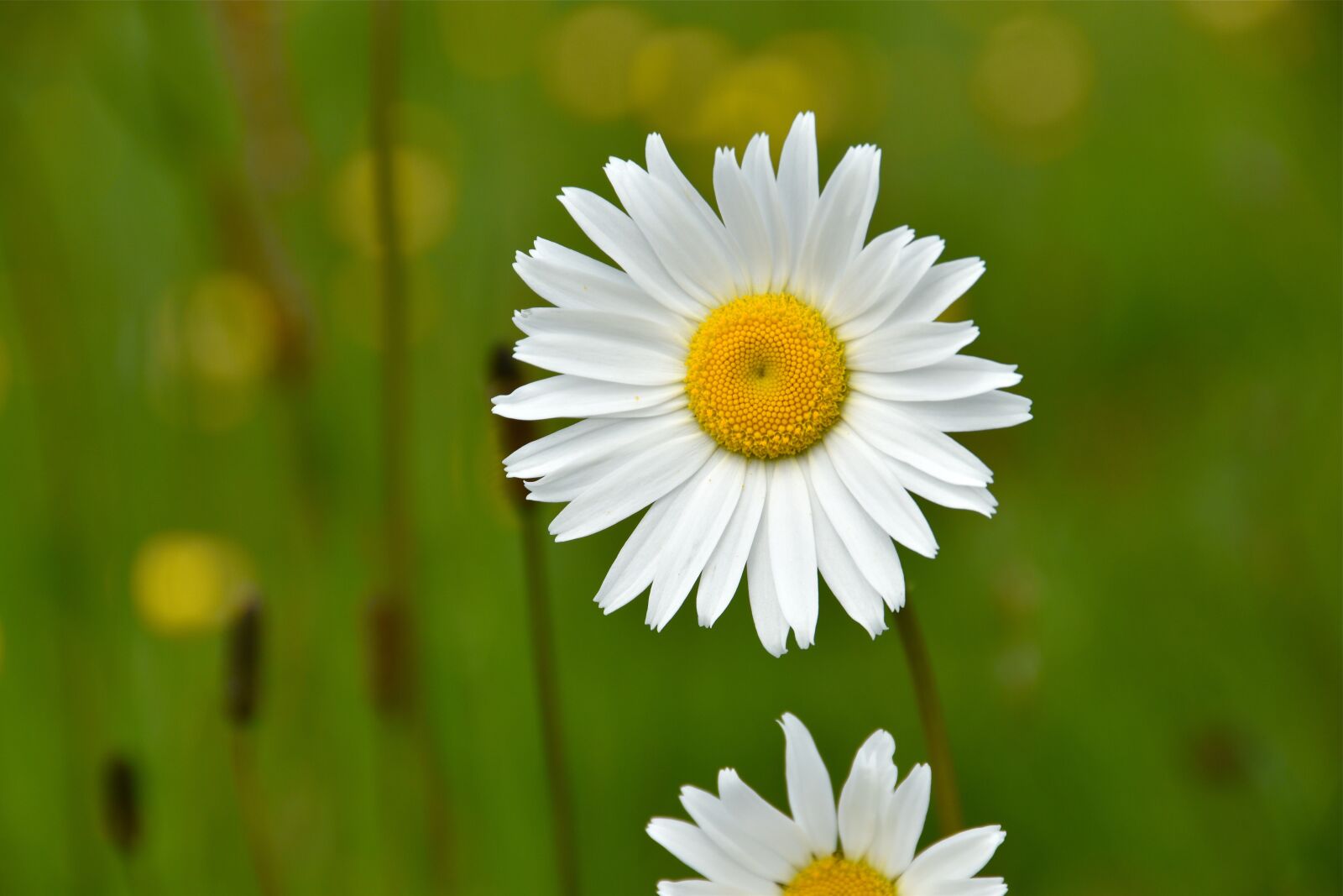 Nikon D5600 sample photo. Flower, marguerite, field photography