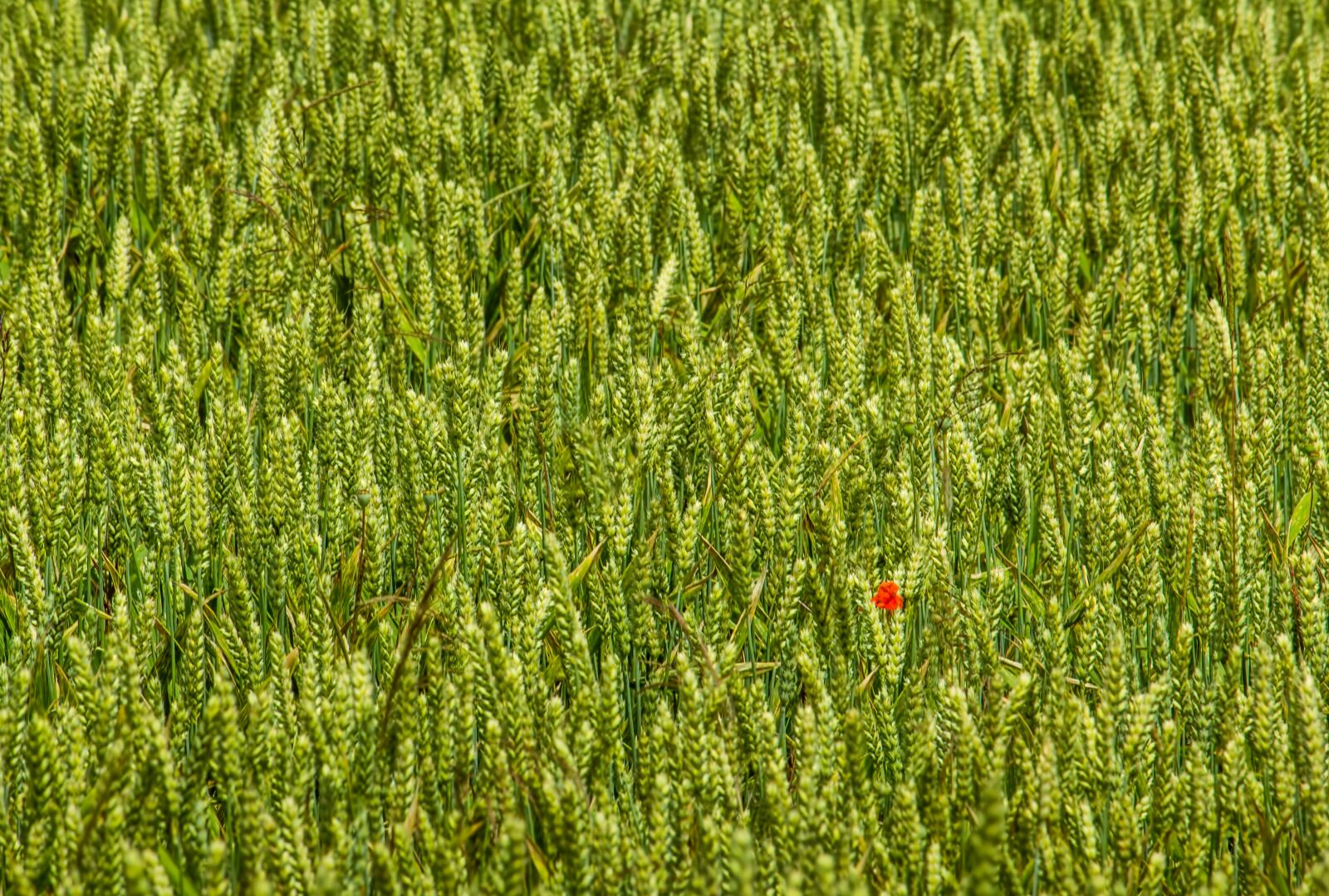 Canon EOS 550D (EOS Rebel T2i / EOS Kiss X4) + Canon EF-S 55-250mm F4-5.6 IS II sample photo. Poppy, wheat, nature photography