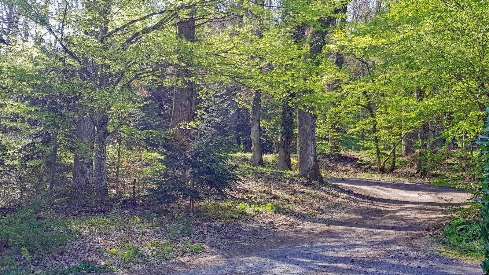 Samsung Galaxy S8 sample photo. Forest, spring, nature photography