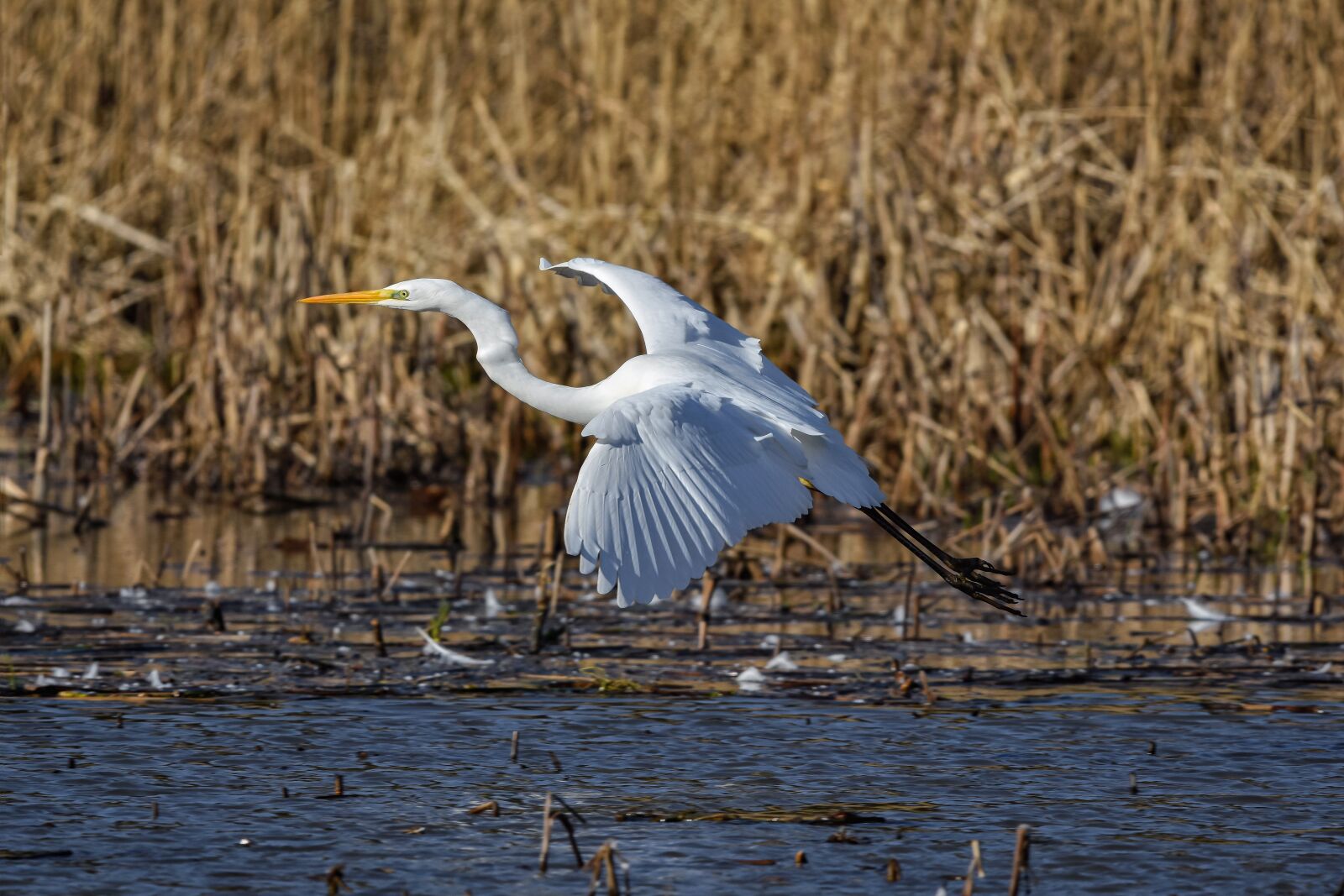 Nikon D7200 sample photo. Animal, pond, water photography