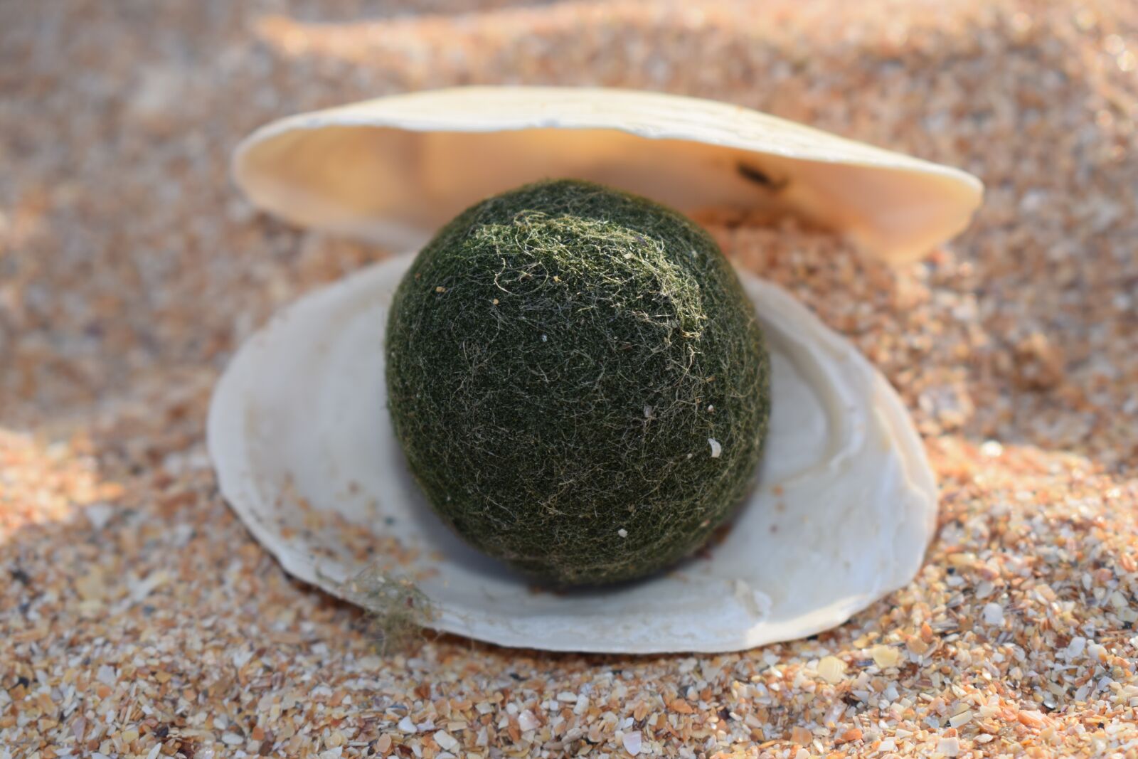 Nikon D3300 sample photo. Pearl, sea, sand photography