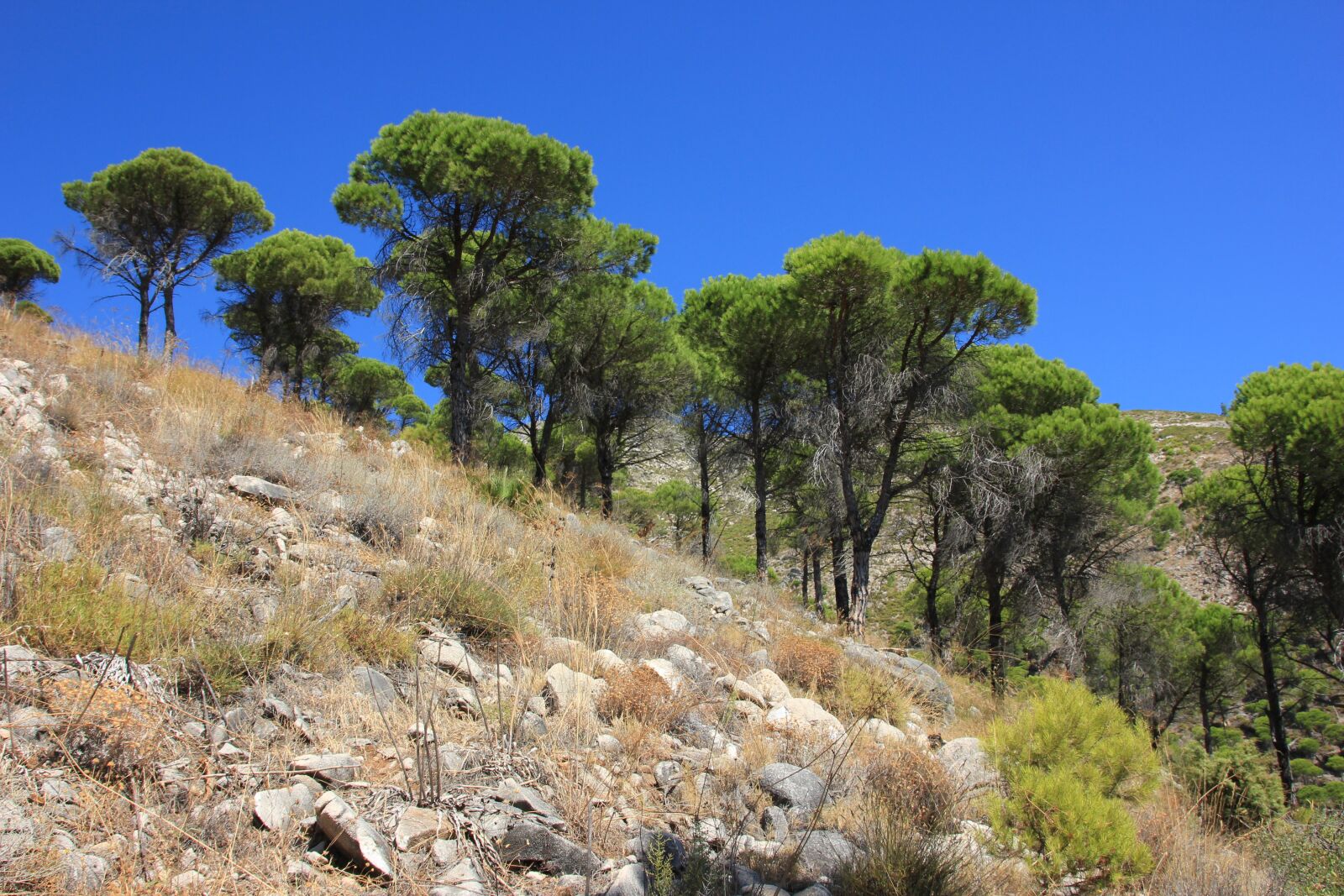 Canon EOS 550D (EOS Rebel T2i / EOS Kiss X4) sample photo. Nature, tree, landscape photography