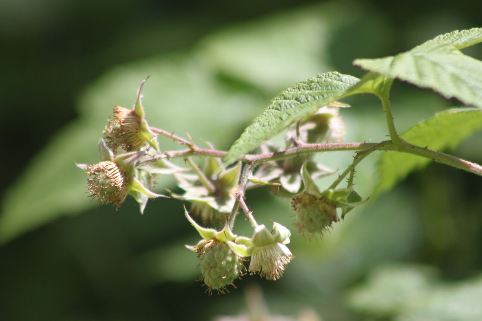 Canon EOS 500D (EOS Rebel T1i / EOS Kiss X3) sample photo. Spring, garden, raspberries photography