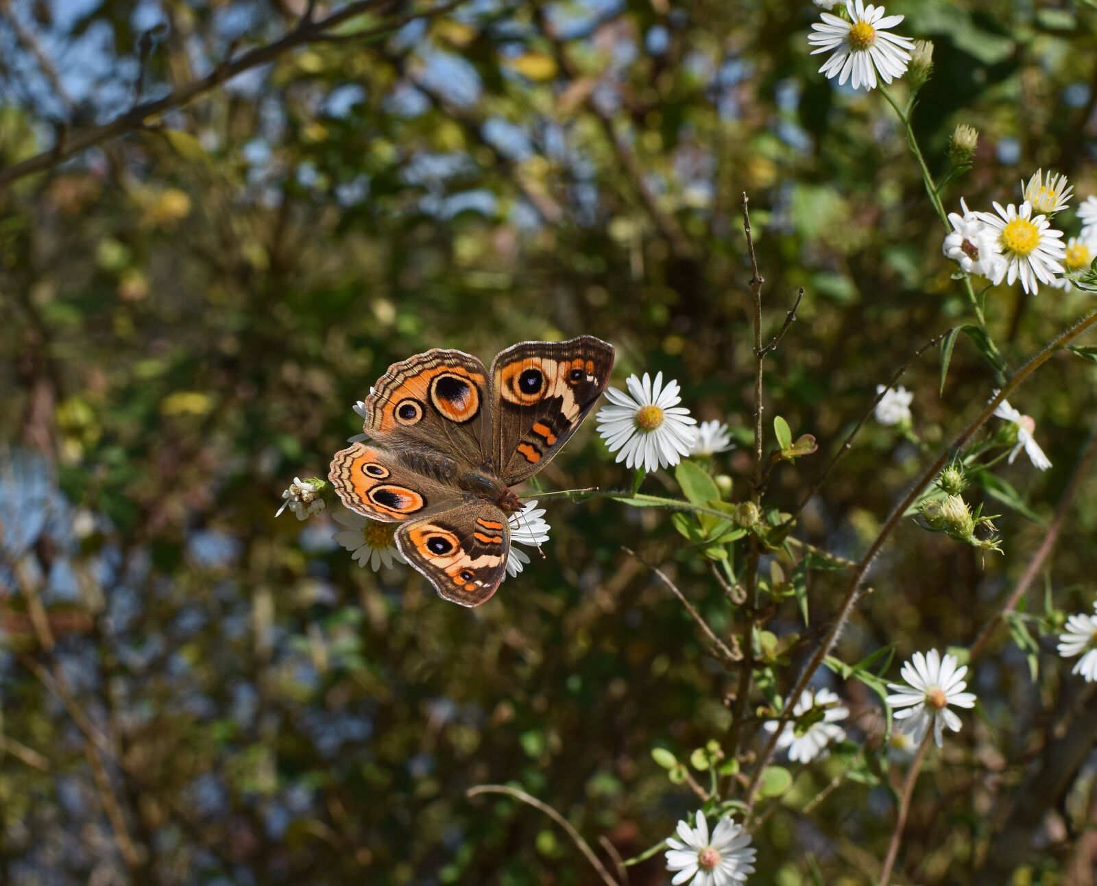 Nikon D3300 sample photo. Buckeye butterfly, butterfly, insect photography