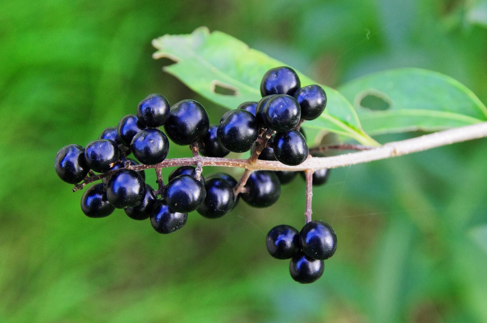 Pentax K-5 sample photo. Privet, berries, black berries photography
