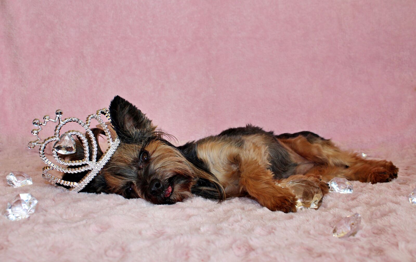 Canon EOS 600D (Rebel EOS T3i / EOS Kiss X5) sample photo. Yorkshire terrier, dog, crown photography