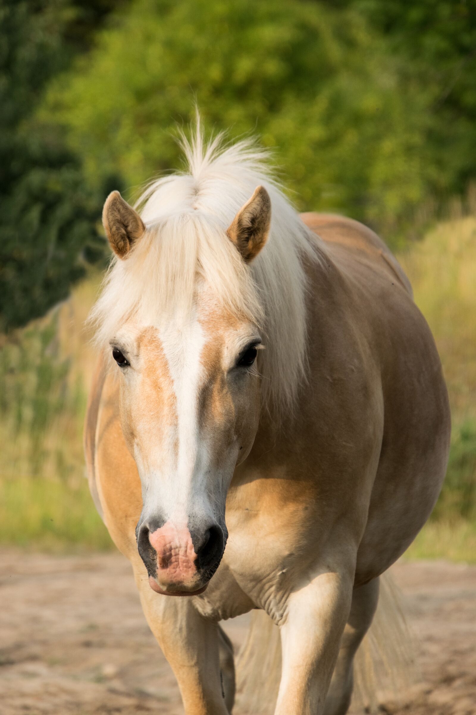 Nikon D3300 sample photo. Horse, animal, portrait photography