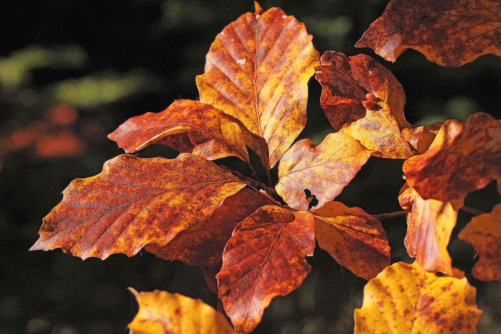 Canon EOS 5D Mark II sample photo. Foliage, zesch e list photography