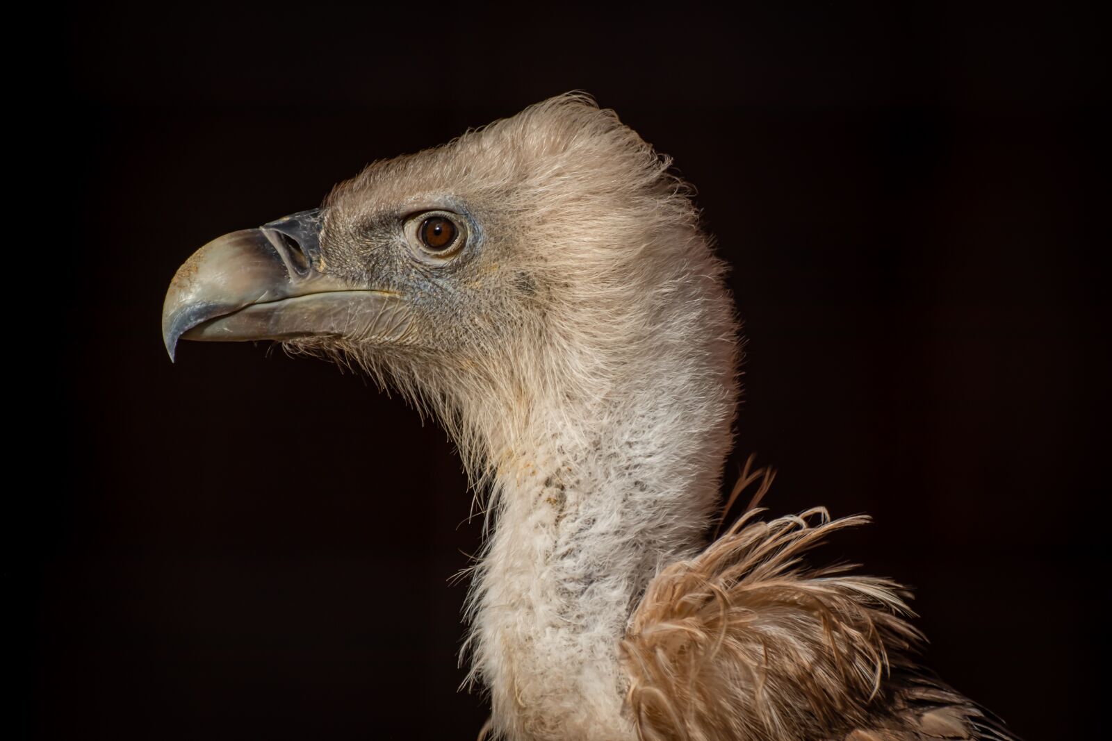 Canon EOS 200D (EOS Rebel SL2 / EOS Kiss X9) sample photo. Vulture, griffon vulture, bird photography
