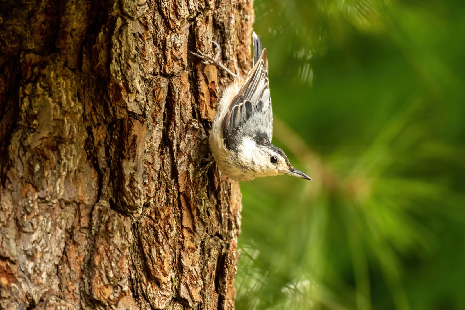 Sony a6400 sample photo. Nuthatch, white-bellied nuthatch, bird photography
