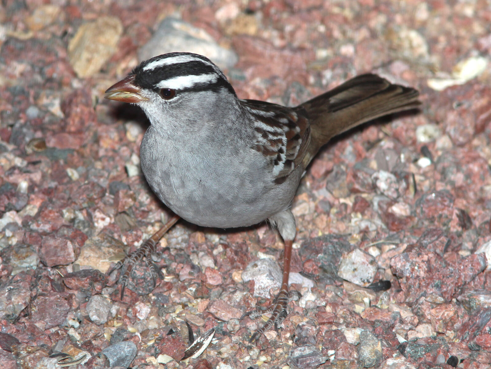 Canon EF 300mm F4L IS USM sample photo