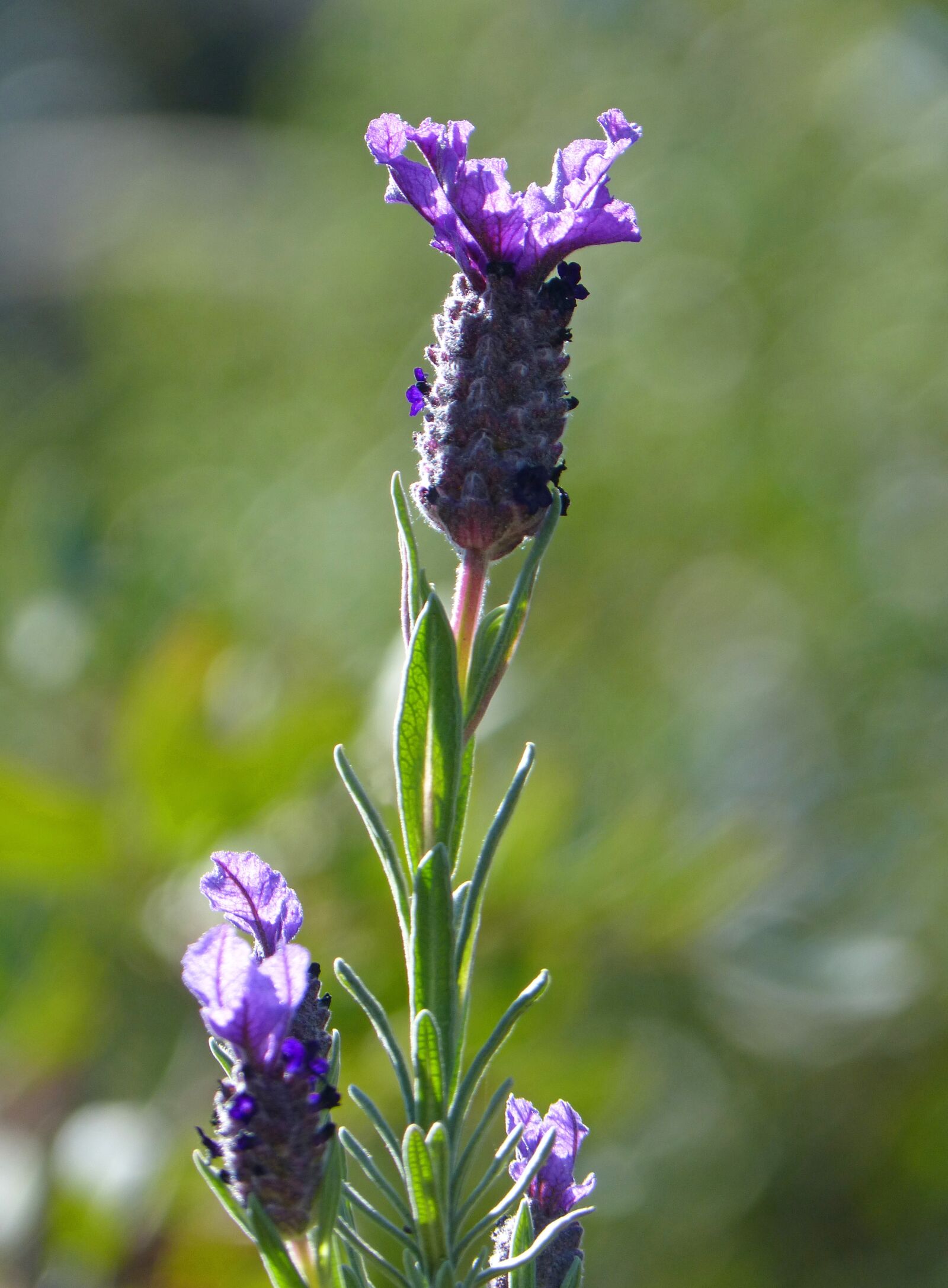 Panasonic DMC-FZ62 sample photo. Lavender, lavandula officinalis, flower photography