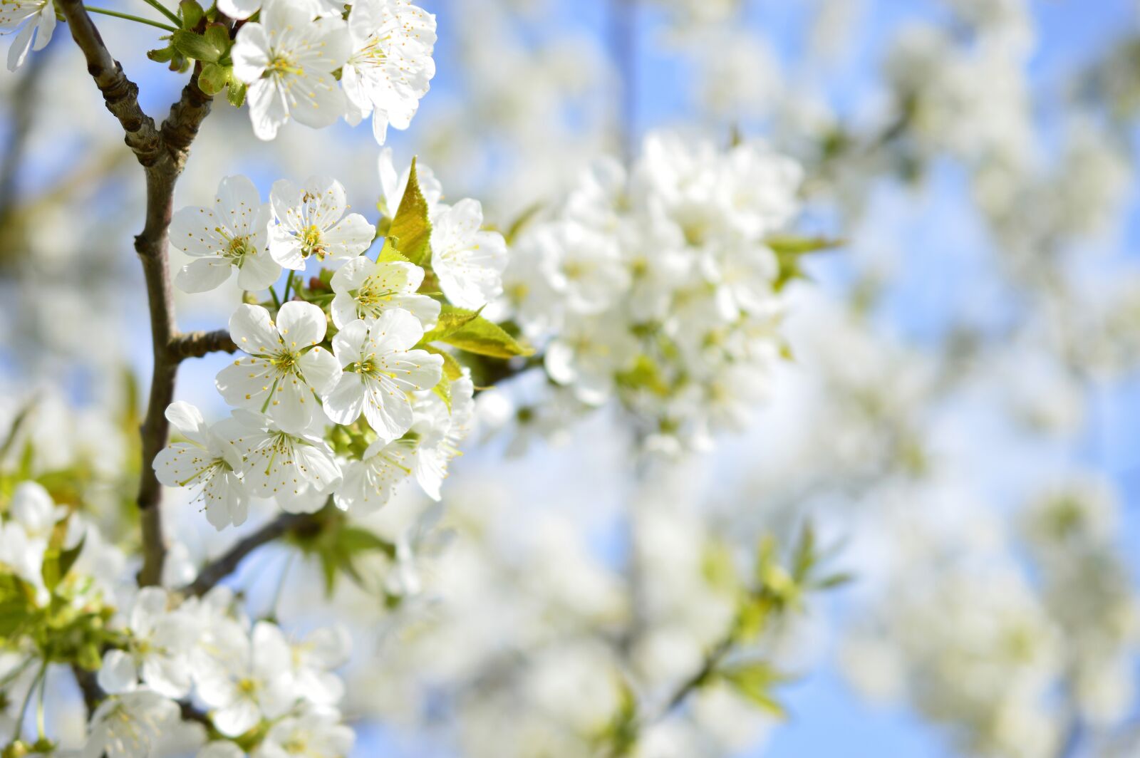 Nikon D3200 sample photo. Cherry blossom, blossom, bloom photography