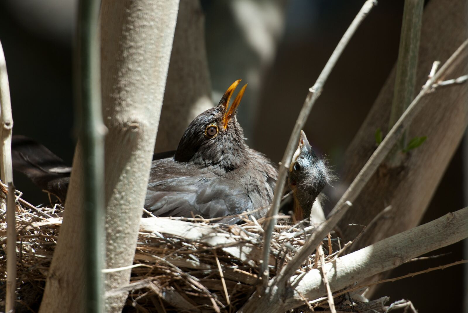 Nikon D3X sample photo. Nature, bird, animal world photography