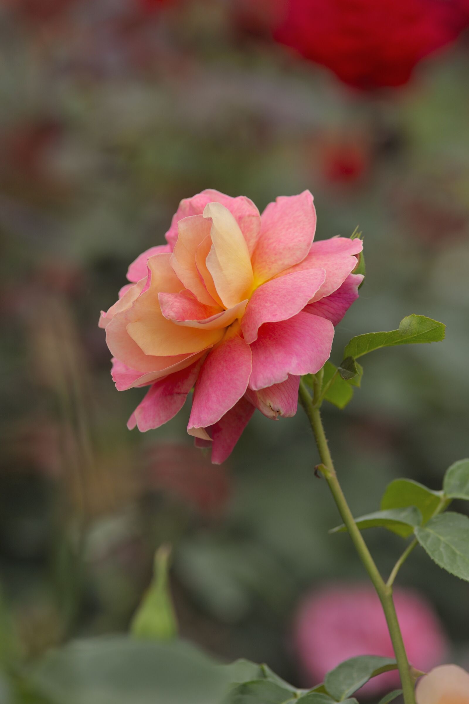 Nikon D700 sample photo. Rose, flower, blooming flower photography