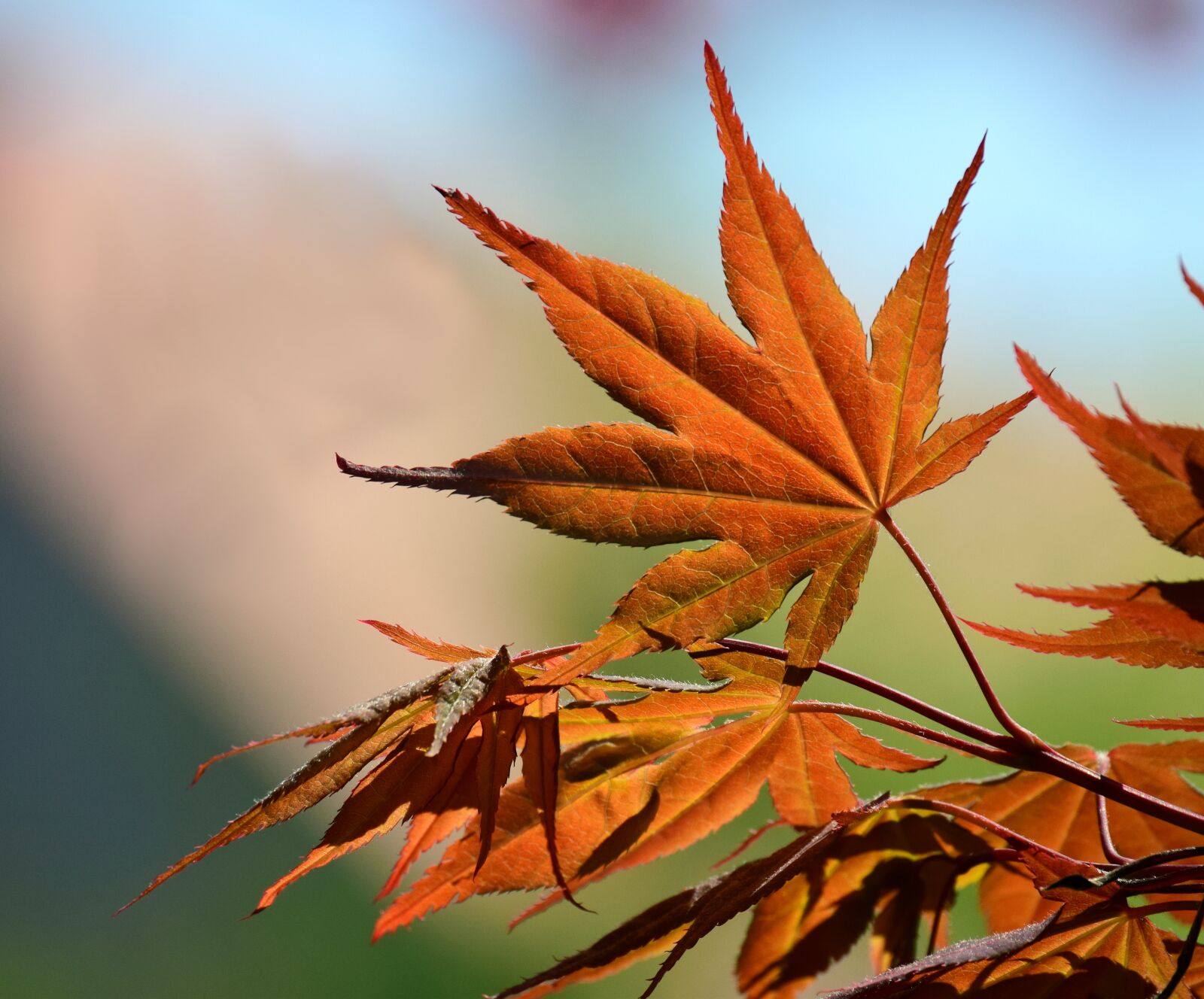 Nikon D3300 sample photo. Maple, spring, tender photography