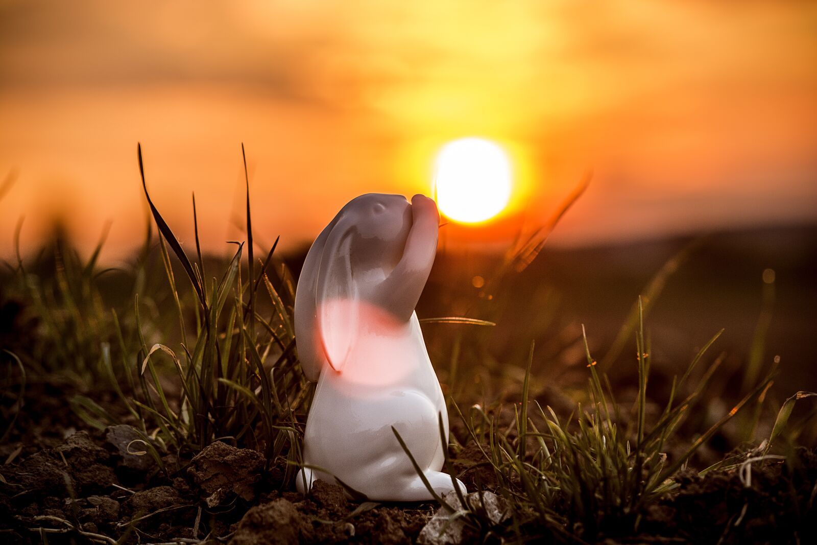 Nikon D7100 sample photo. Easter, hare, easter bunny photography