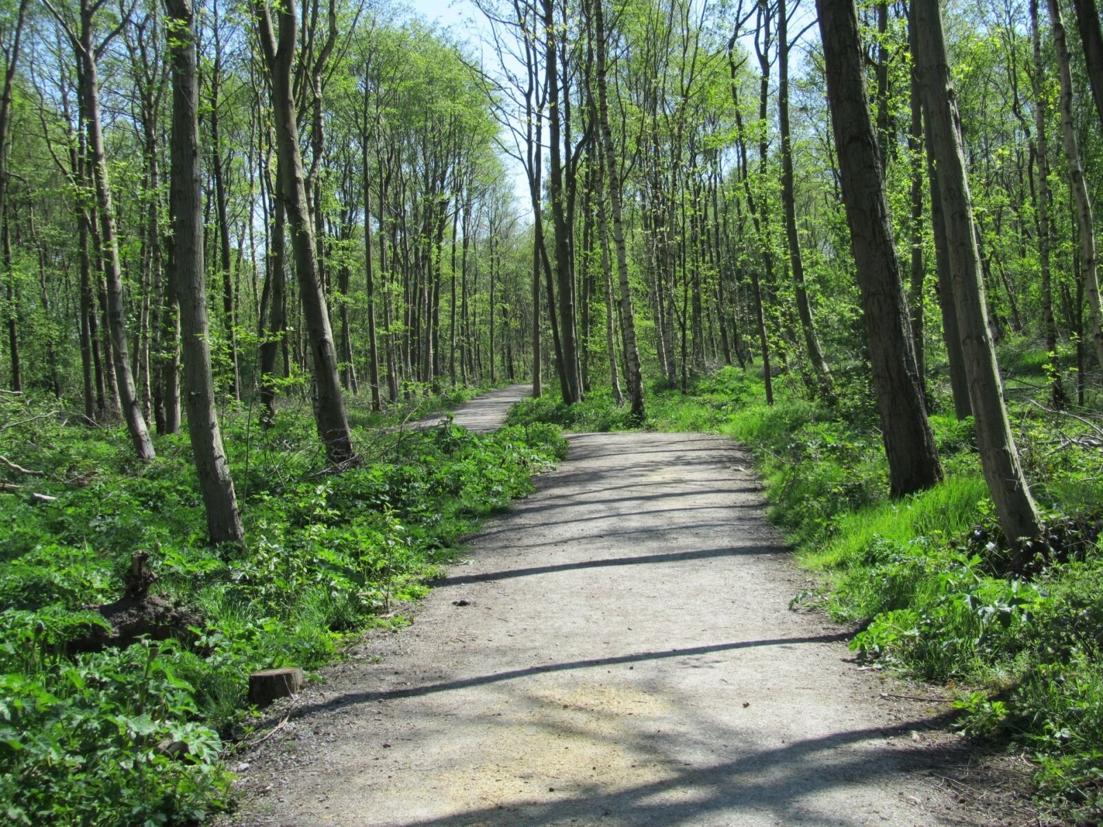 Canon PowerShot SX210 IS sample photo. Woodland, path, direction photography