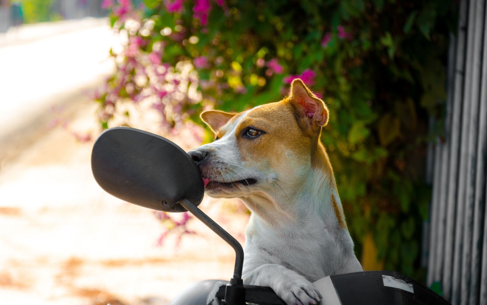 Nikon D7000 sample photo. Animal, pet, pets photography