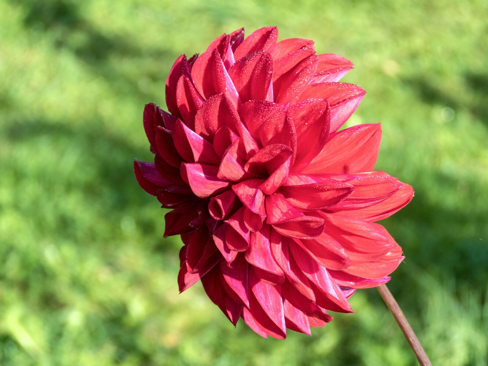 Canon PowerShot SX60 HS sample photo. Dahlia, flower, rosa photography