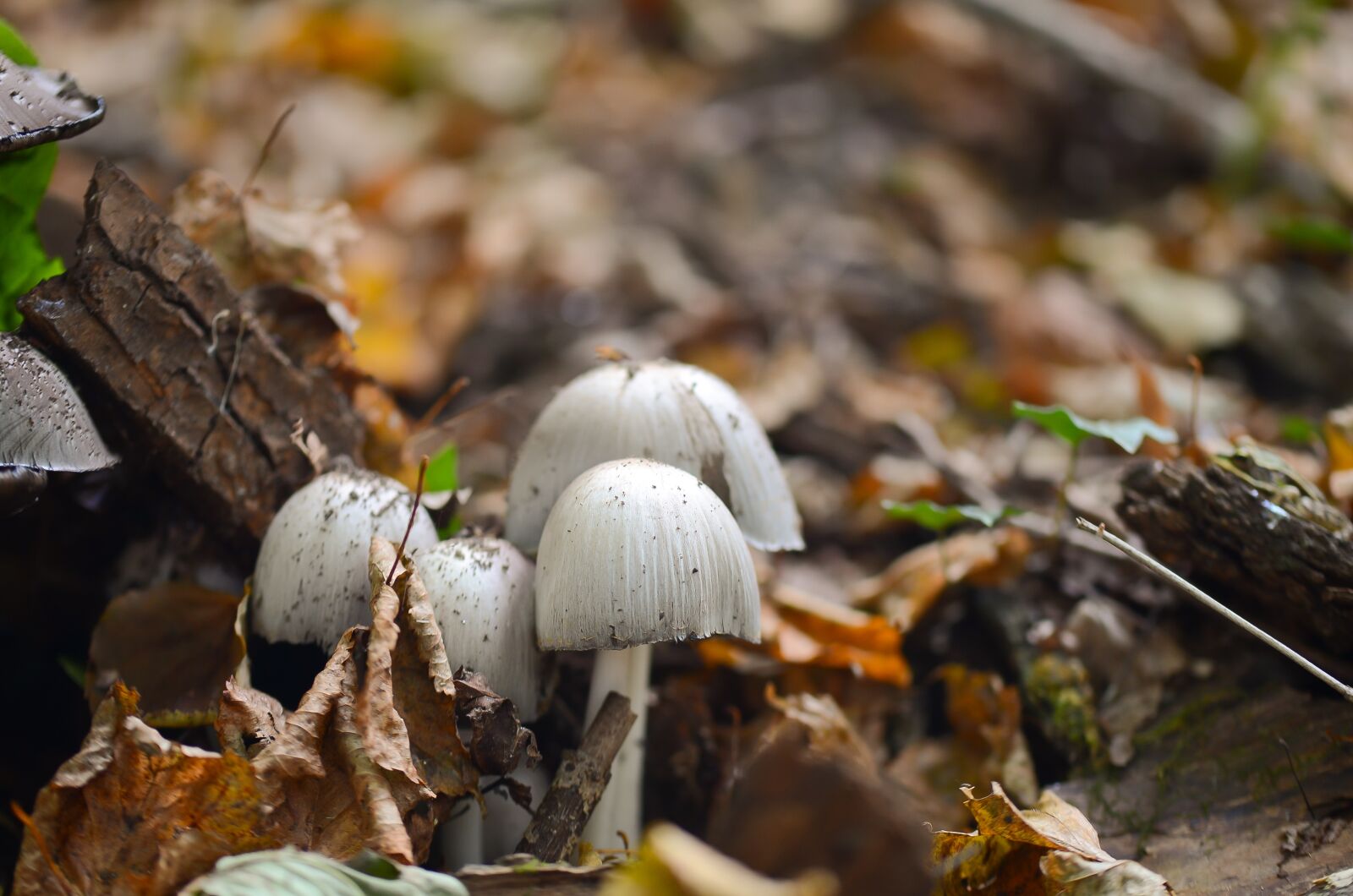 Nikon D7000 sample photo. Mushrooms, forest, nature photography