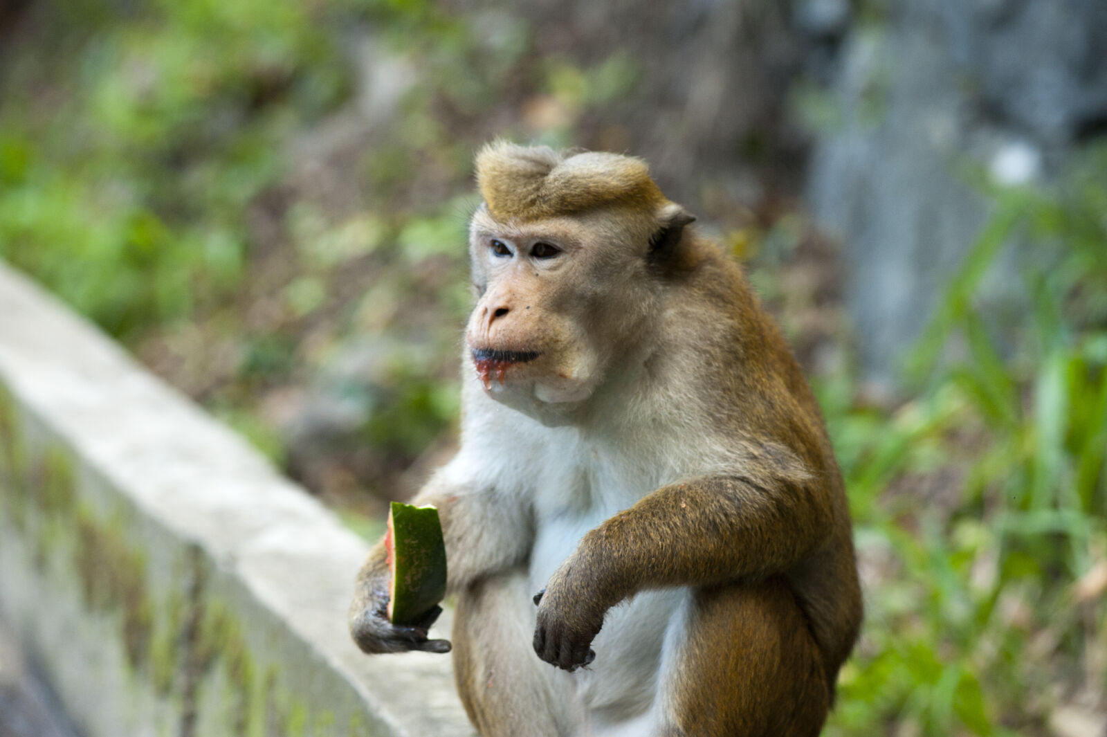 Nikon D700 + Nikon AF-Nikkor 80-200mm F2.8D ED sample photo. Animal, ape, asia, cute photography