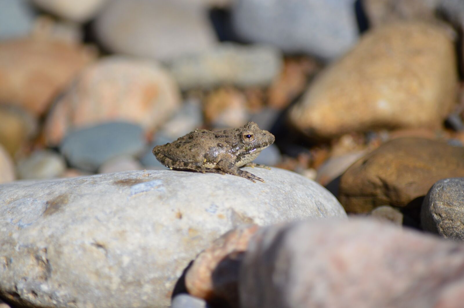 Nikon D3200 sample photo. Frog, amphibian, animal photography