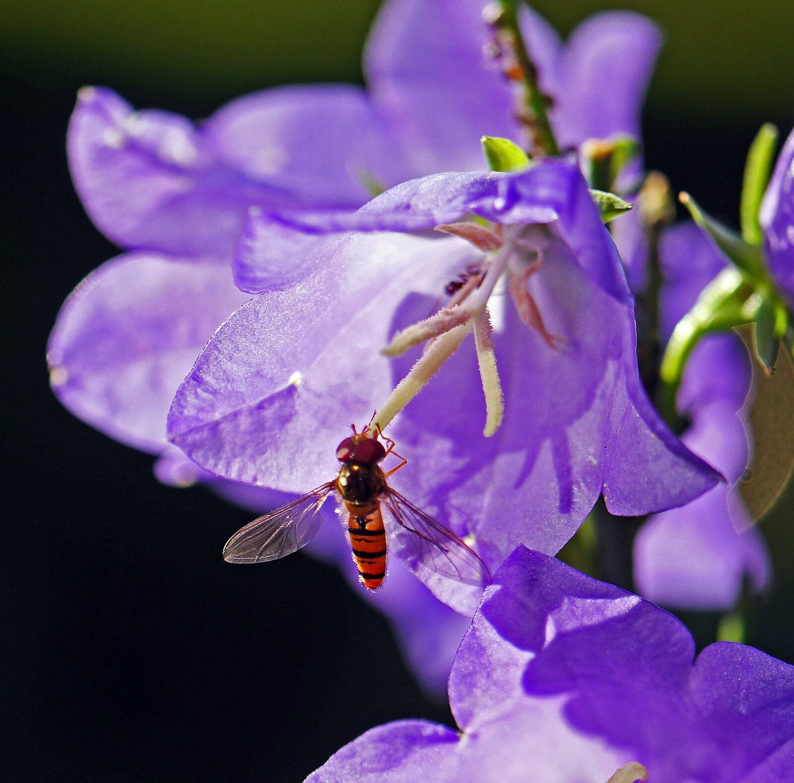 Panasonic Lumix DMC-GH3 sample photo. Hoverfly, bellflower, stamens photography