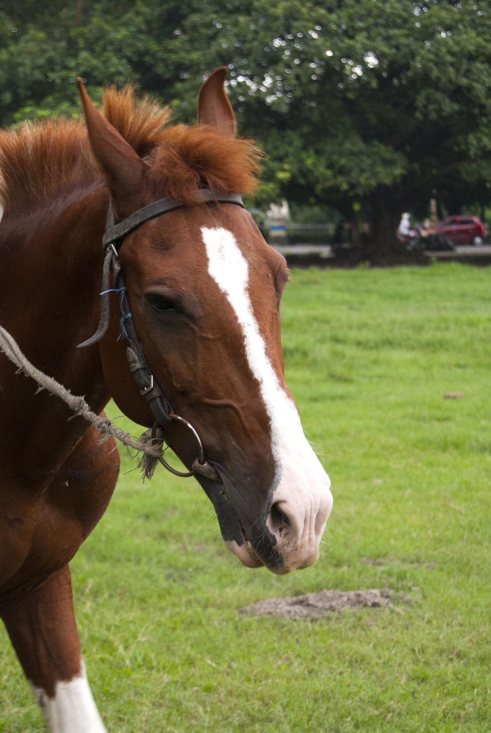 Nikon D3000 sample photo. Brown, horse, cattle, ranch photography