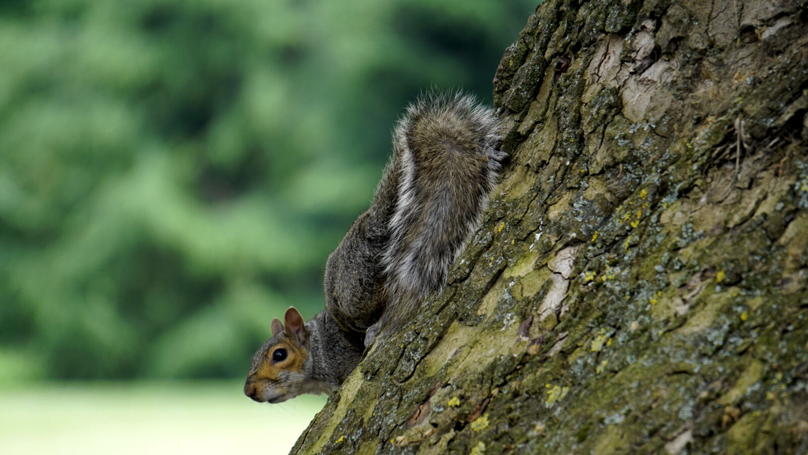 Sony E 55-210mm F4.5-6.3 OSS sample photo. Adorable, animal, autumn, blurred photography