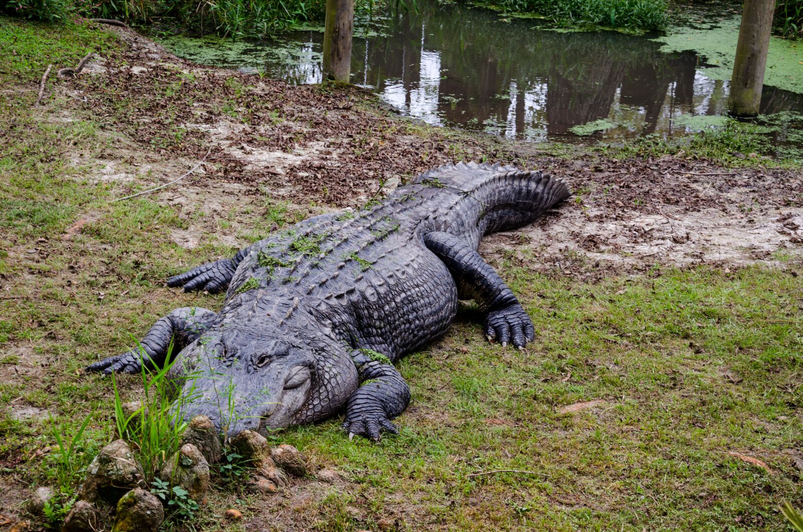 Nikon D5100 sample photo. Alligator alley, alabama, usa photography