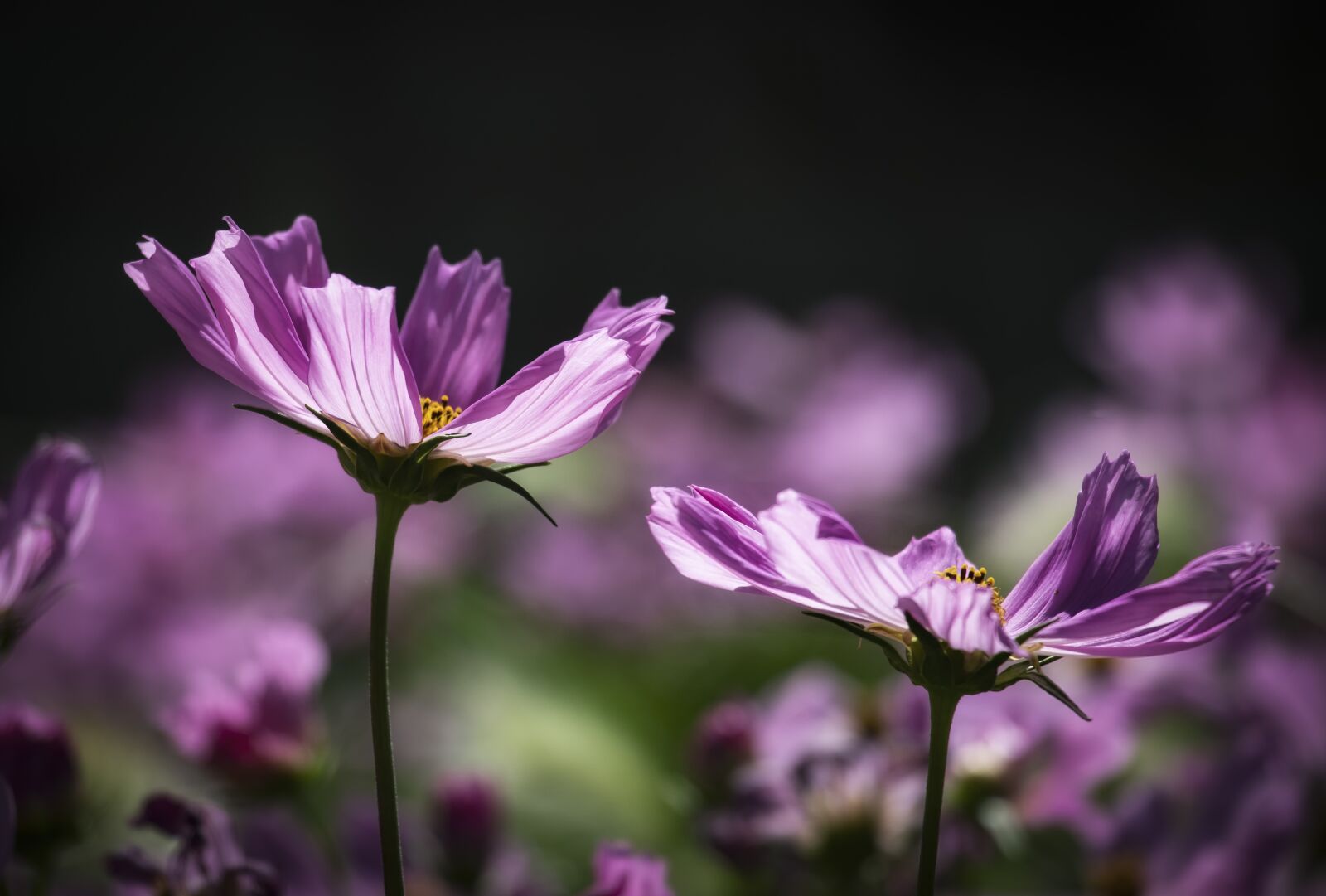 Canon EF-S 18-135mm F3.5-5.6 IS USM sample photo. Purple, summer, flower photography