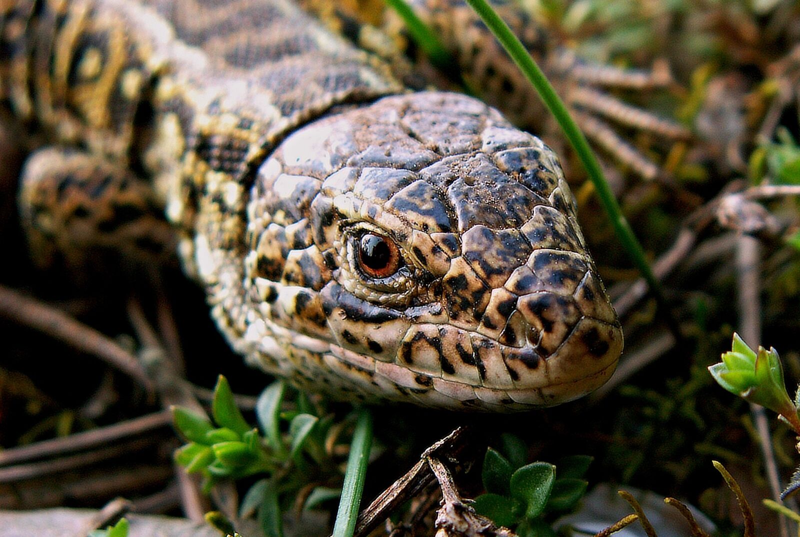 KONICA MINOLTA DiMAGE Z5 sample photo. Nature, reptiles, animals photography