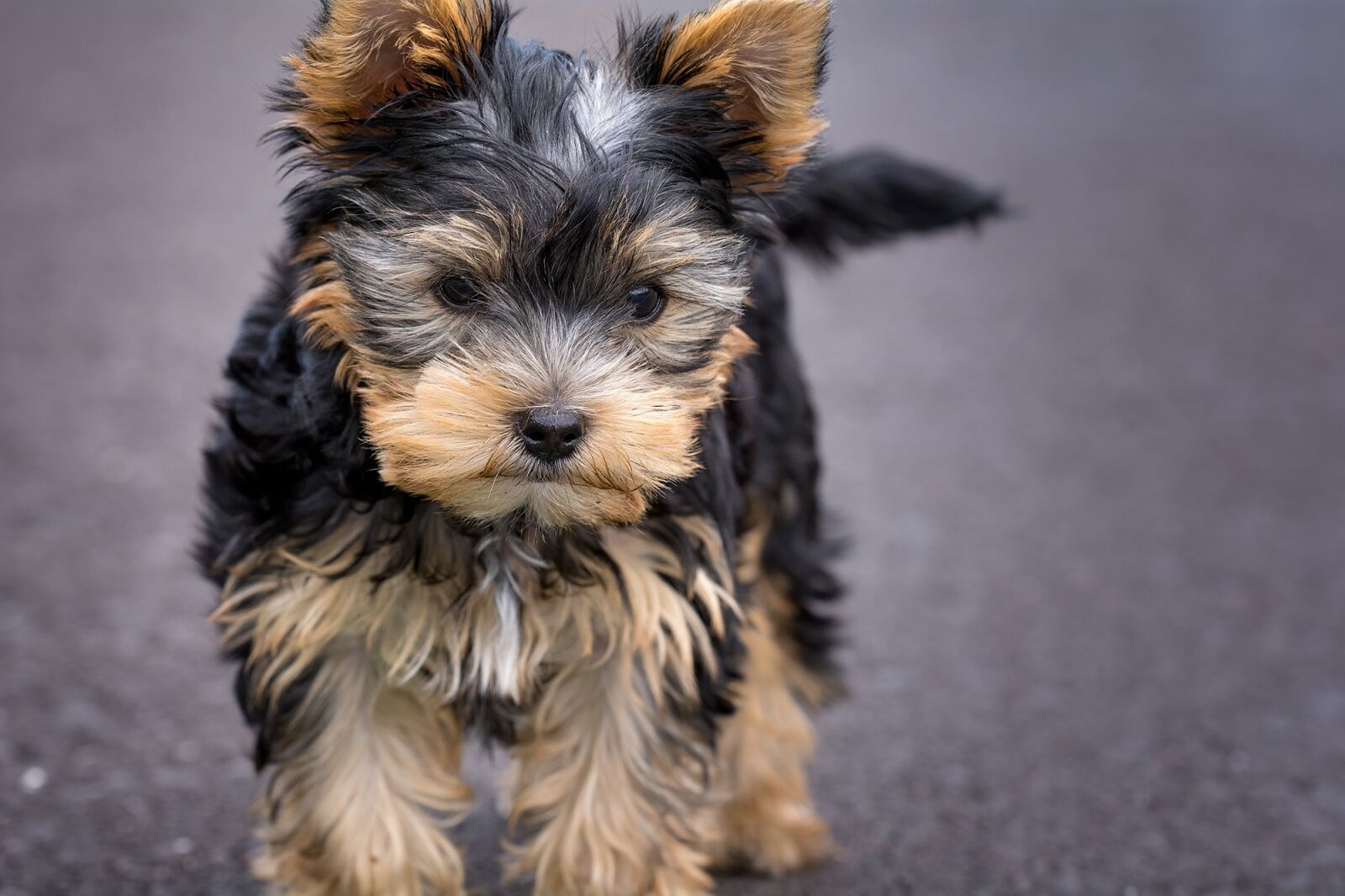 Nikon D7100 sample photo. Dog, puppy, yorkshire terrier photography