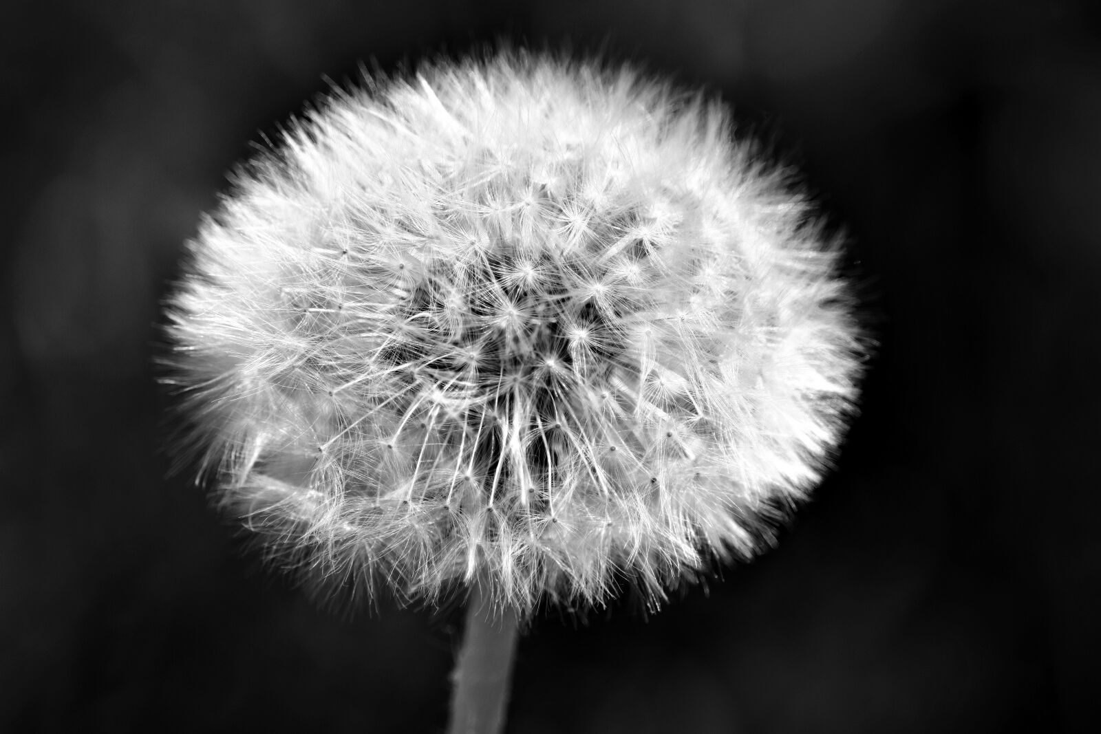 Canon EOS 80D sample photo. Dandelion, spring, fulfillment photography