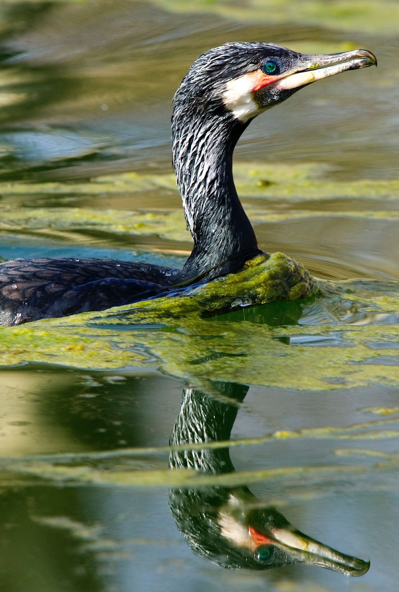 Nikon D3S sample photo. Cormorant, waterfowl, birds photography