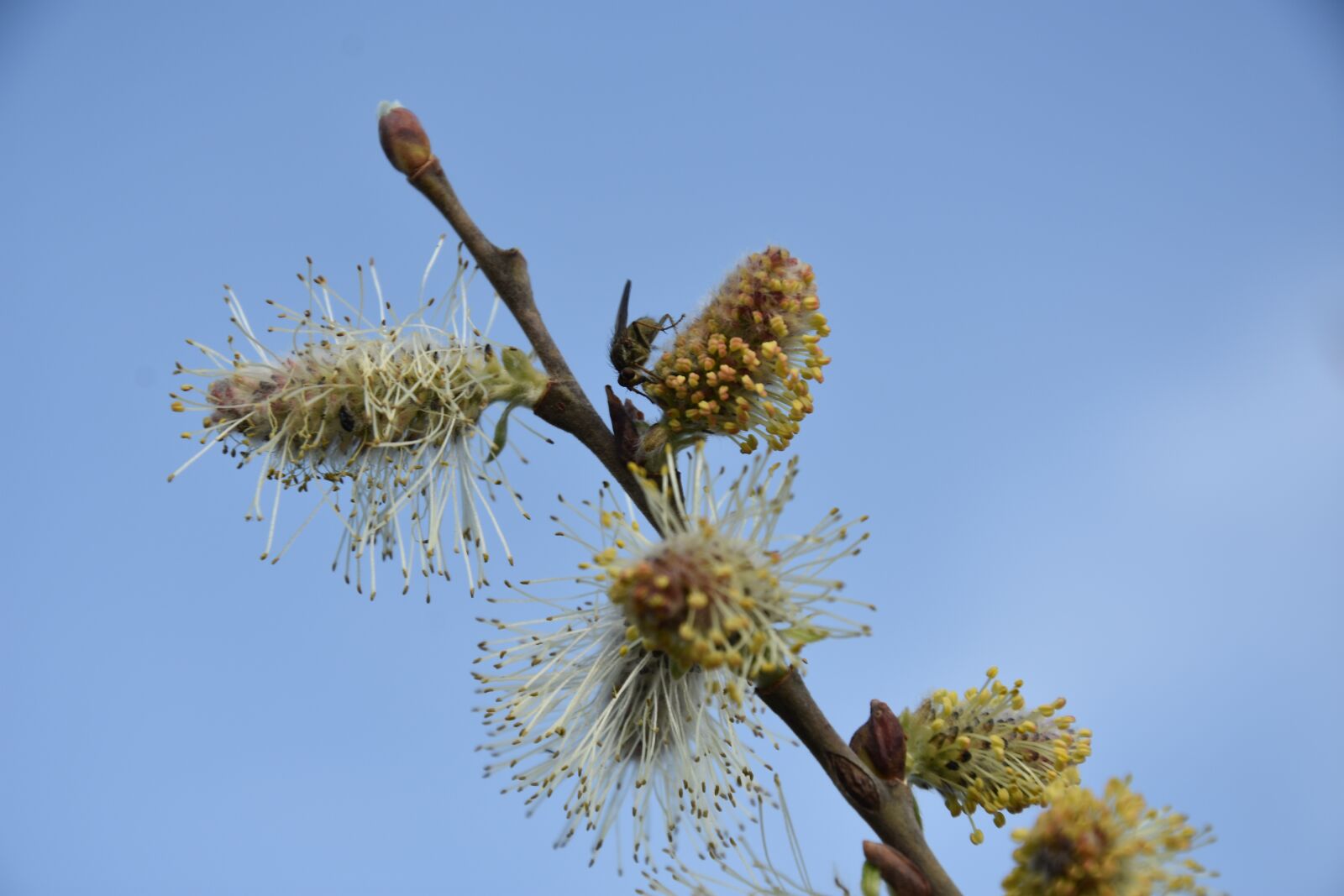 Nikon D3400 sample photo. Bud, flower, spring photography