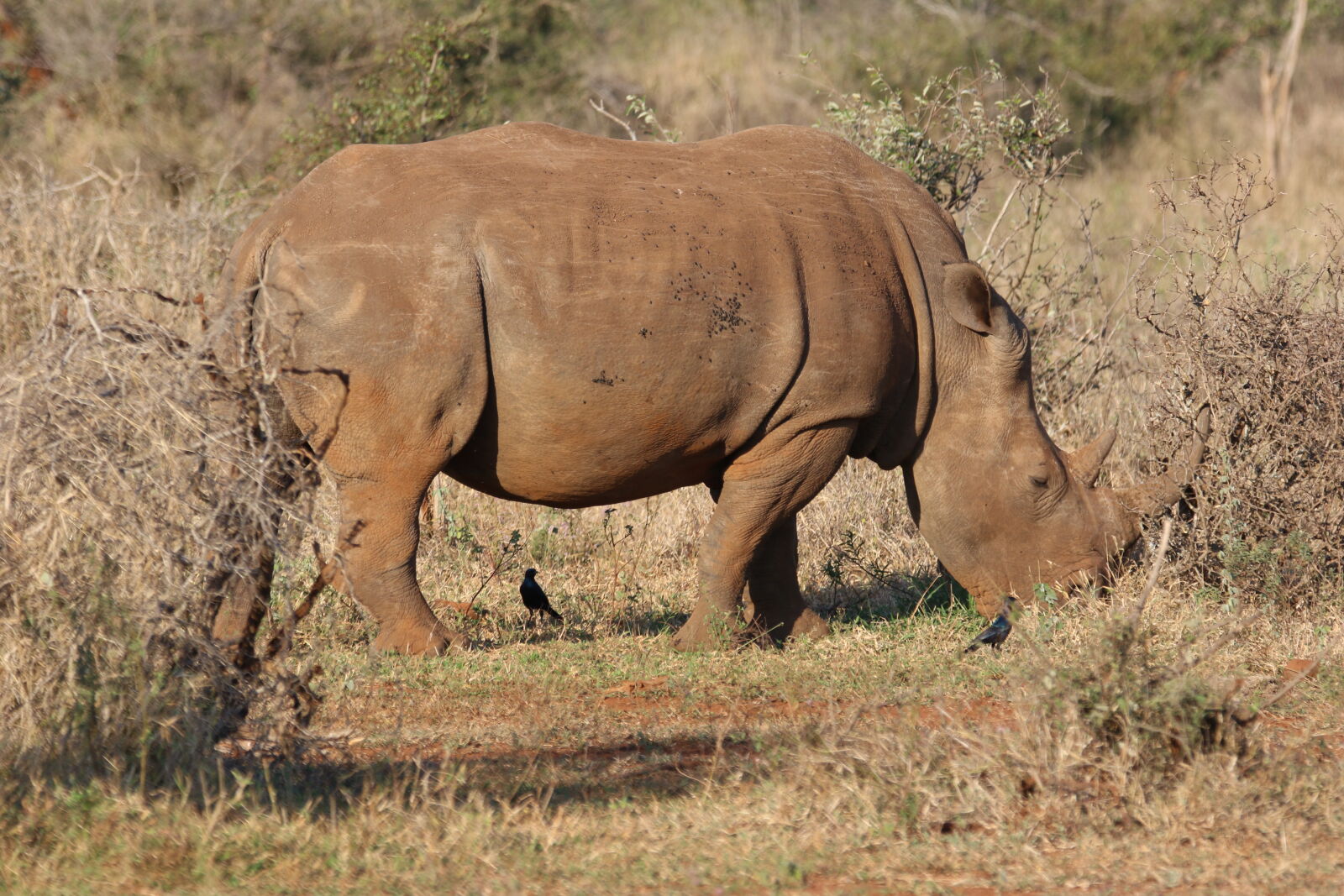 Canon EOS 7D Mark II sample photo. Animal, big, five, bush photography